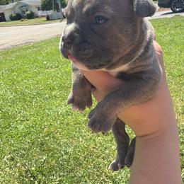 Anna - Lilac tri-color female Bulldog puppy in Harvard, Illinois from Bramble & Brute Canines