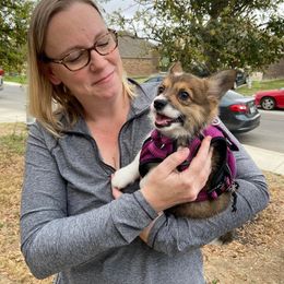 "Ivy (Ana X Oberon)" Pembroke Welsh Corgi Puppies from Ohana Corgis Inc
