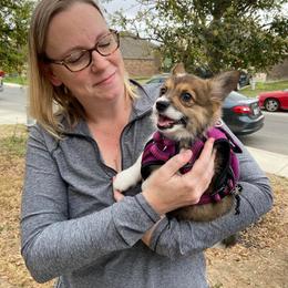 "Ivy (Ana X Oberon)" Pembroke Welsh Corgi Puppies from Ohana Corgis Inc