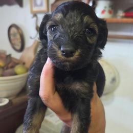 Donatello - Black and tan male Cockapoo puppy in Ellensburg, Washington from Dawn to Dusk Cockapoos