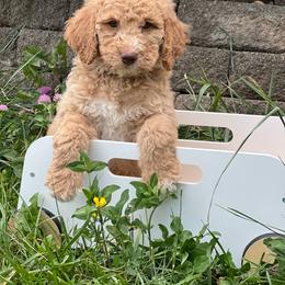 Willow - Apricot male Goldendoodle puppy in Stafford, Virginia from Morris Doodles Virginia