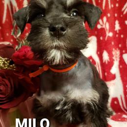Miniature Schnauzer Puppies from Mountain View Schnauzers