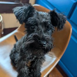 Rhysand - Black male Miniature Schnauzer puppy in Paris, Texas from Black Star Farm
