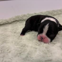 Girl - Black and white female Boston Terrier puppy in Coopertown, Tennessee from Toon’s Boston Terriers