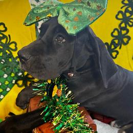 Lavender collar Girl - Black and white female Great Dane puppy in Wimberley, Texas from Heart of Texas Great Danes