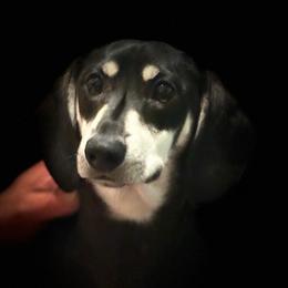 Blue - Dachshund