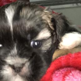 Shih Tzu Puppies from LiL ShihtZ