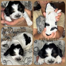 Bamboo - Black white and tan male English Springer Spaniel puppy in Billings, Montana from M&M Fuzzy Bottom Friends