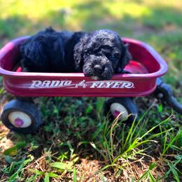 Spyder - male Cavapoochon puppy in Bullard, Texas from Cavapoochon Central LLC
