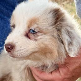 Lindy - Red merle female Australian Shepherd puppy in Grove, Oklahoma from Dollface Aussies