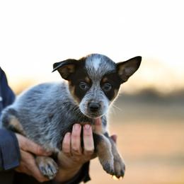 -Girl 1 - Blue female Australian Cattle Dog puppy in Kaufman, Texas from Emberwick Ranch