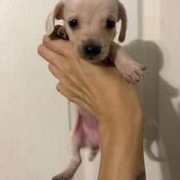 Lexi - Cream female Dachshund puppy in Conroe, Texas from Dots Dachshunds