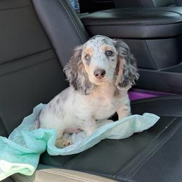 Tanner (Read Description) - Dapple male Dachshund puppy in Lincoln, Arkansas from Red Dirt Dachshunds