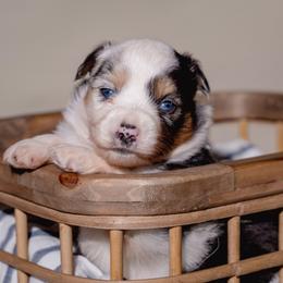 Seven - Blue merle female Toy Australian Shepherd puppy in Fresno, California from Alpine Tails