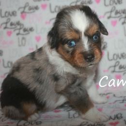 Cami - Blue merle female Toy Australian Shepherd puppy in Godley, Texas from Flying H Toy and Mini Aussies