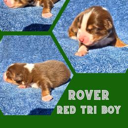 Rover - Red tri-color male Australian Shepherd puppy in Abilene, Texas from S&K Aussies N' Rotties