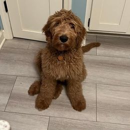 Goldendoodle All Grown Up from Midwest Companions