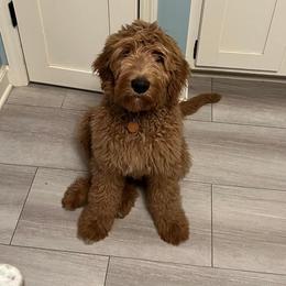 Goldendoodle All Grown Up from Midwest Companions