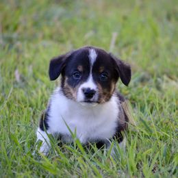 Purple - Black and tan male American Corgi puppy in Rose Hill, Kansas from JB Liberty Corgis