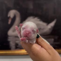 Pearlescent Oyster - White male Shih Tzu puppy in Cedar Hill, Texas from Puppy Paper House