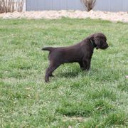 Boykin Spaniel Puppies from Bayhill Boykins