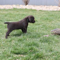 Boykin Spaniel Puppies from Bayhill Boykins