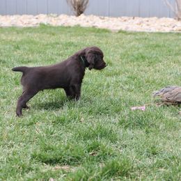 Boykin Spaniel Puppies from Bayhill Boykins