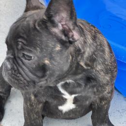 Turbo - Brindle and white male French Bulldog puppy in Frederick, Colorado from Couture’s Frenchies