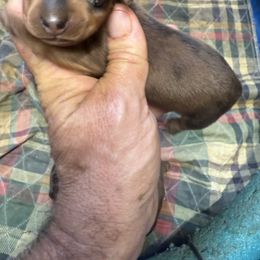 5 - Wild boar female Dachshund puppy in South Haven, Kansas from Keen's Dachshunds