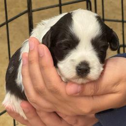 Green girl - Parti female Miniature Schnauzer puppy in Oneonta, Alabama from Murphree Valley Kennels