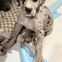 Pepper - Merle female Great Dane puppy in Ottumwa, Iowa from Robin's Great Danes