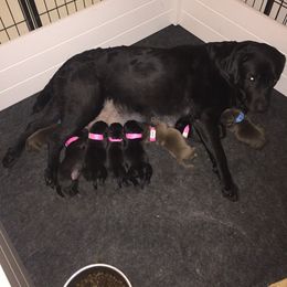 Labrador Retriever Puppies from East Coast Labradors