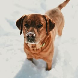 Labrador Retriever All Grown Up from State of Grace Southern Red Labs