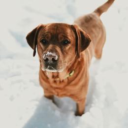 Labrador Retriever All Grown Up from State of Grace Southern Red Labs
