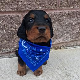 Boy 1 - Black and tan male Gordon Setter puppy in Potosi, Wisconsin from Point and Flush Gun Dogs