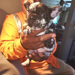 French Bulldog Puppies from French Bulldog