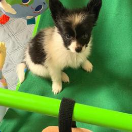 Jasper - White and black male Papillon puppy in Cedar Springs, Michigan from FlutterBy