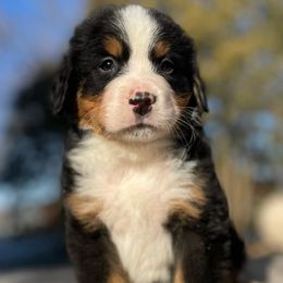 Lenny - Black rust and white Bernese Mountain Dog puppy in New Haven, Indiana from Milan Berners
