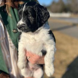 Dogwood - Parti male Goldendoodle puppy in Lancaster, Pennsylvania from Doodles in the Skye