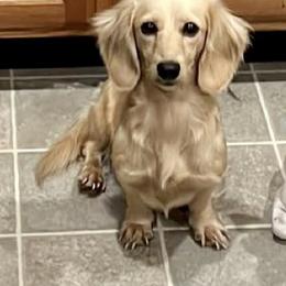 Lena - Dachshund