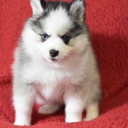 Magik - Black and white female Pomsky puppy in Boonville, Indiana from Elysian Pomskies