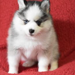 Magik - Black and white female Pomsky puppy in Boonville, Indiana from Elysian Pomskies