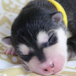 Aura -Yellow - Seal and white female Alaskan Malamute puppy in Independence, Virginia from New River Valley Malamutes