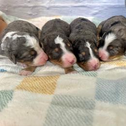 Bertie - Blue merle female Bernedoodle puppy in Moulton, Iowa from Shondel Puppy Paws