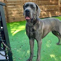 Yuna - Great Dane