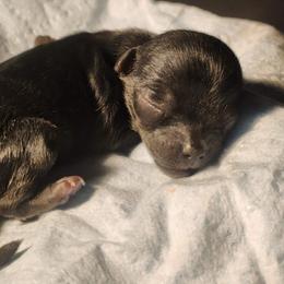 Girl 3 - Blue female Mi-Ki puppy in Toronto, Ohio from Shekinah’s Mi-Kis & Cricket Hill’s Westies