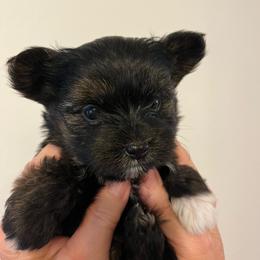 Wrangler - Parti male Yorkshire Terrier puppy in Rising Star, Texas from Phillips Pup House
