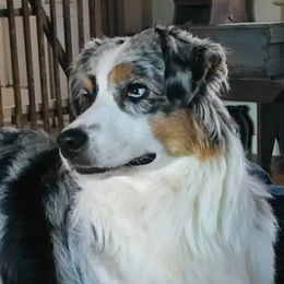 Mare - Australian Shepherd