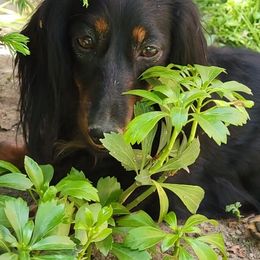 Dachshunds from Winner's Circle Center