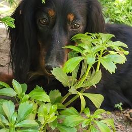 Dachshunds from Winner's Circle Center